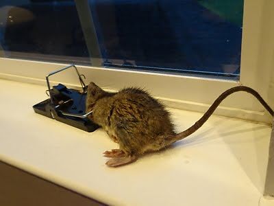 rodent trapping